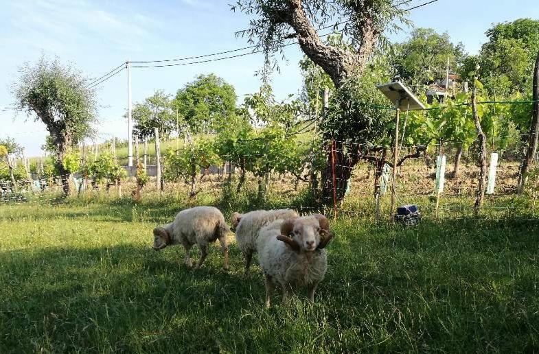 Wine House Rakar Guest House Gračišče Eksteriør bilde