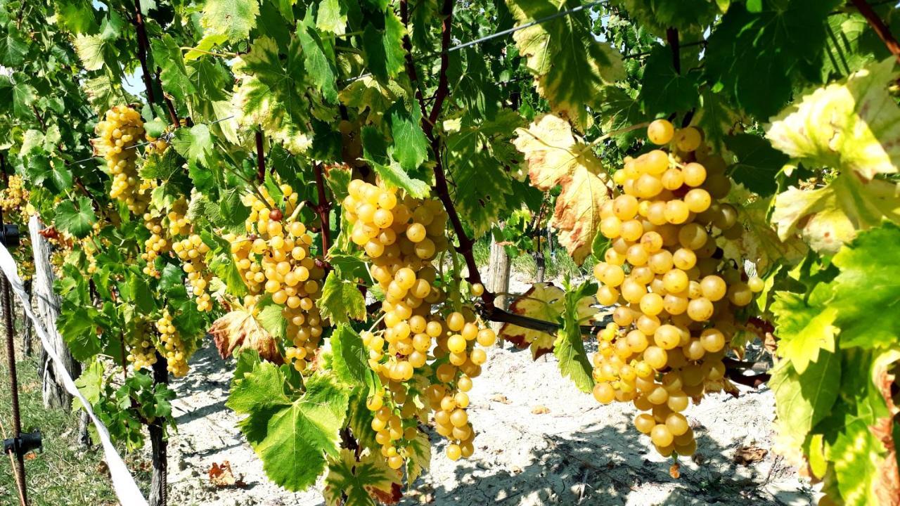 Wine House Rakar Guest House Gračišče Eksteriør bilde